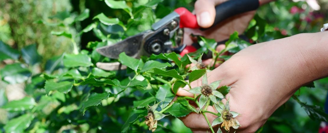 Main image for the article:Deadheading Roses After the First Flush: Where to Cut and When to Prune Lightly