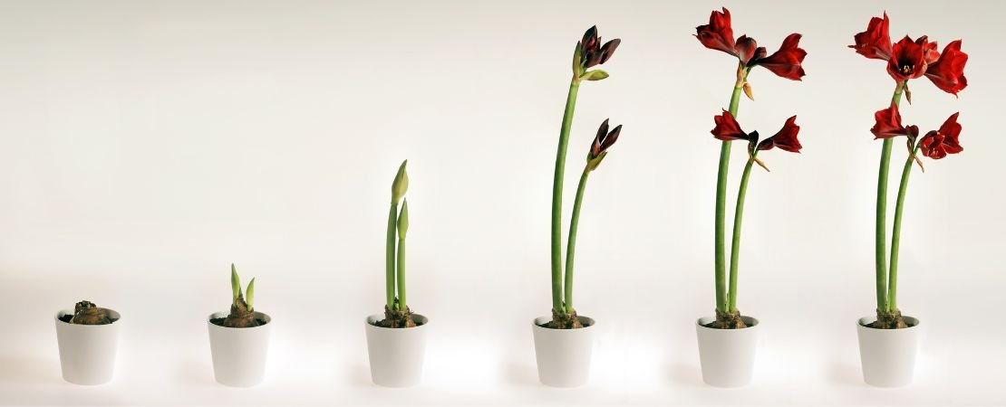 Main image for the article:Amaryllis Bulbs: The Easiest and Most Stunning Holiday Bloom