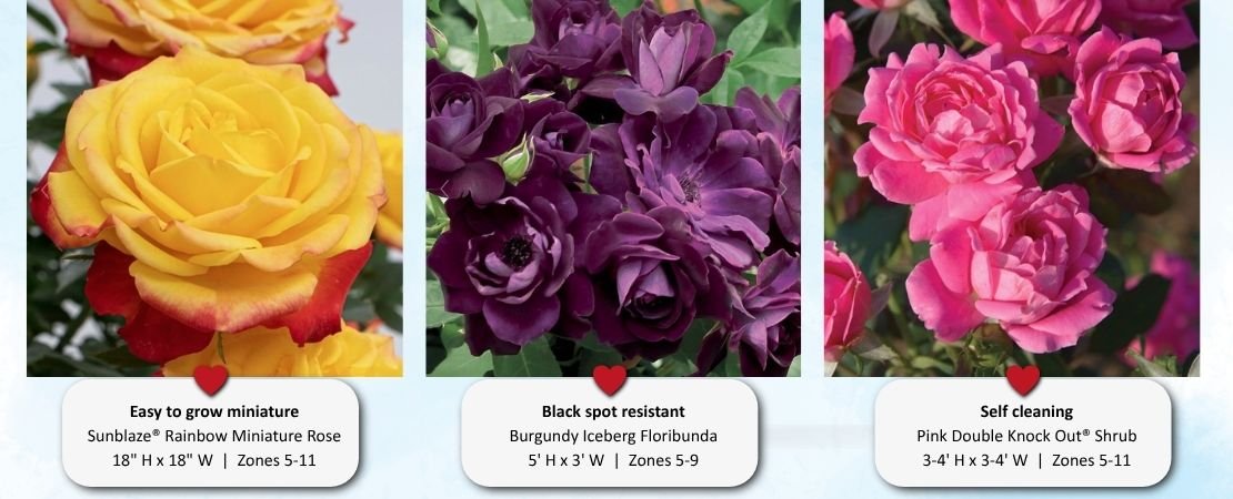three easy roses to grow