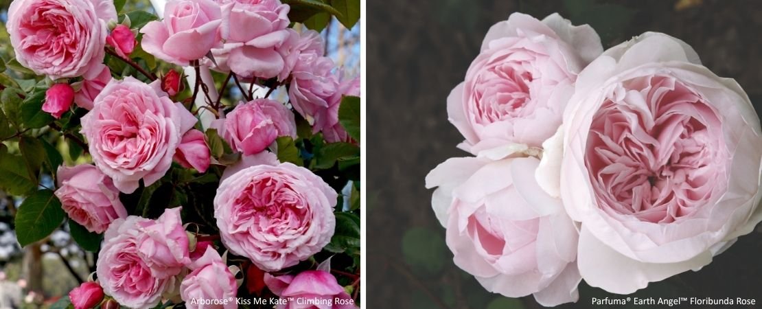 easy climbing and floribunda roses to grow