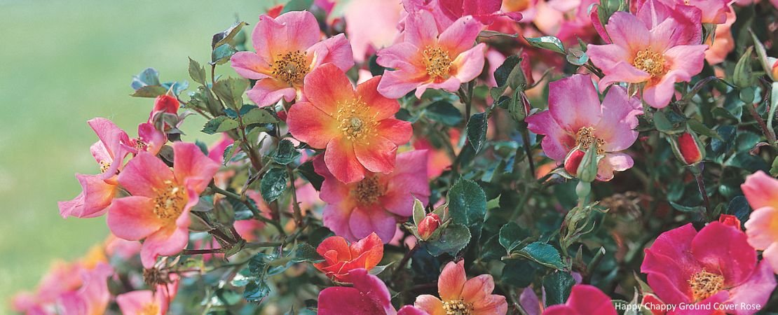Happy Chappy ground cover rose