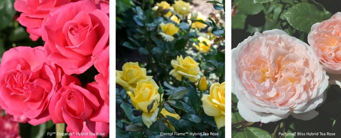three easy to grow hybrid tea roses