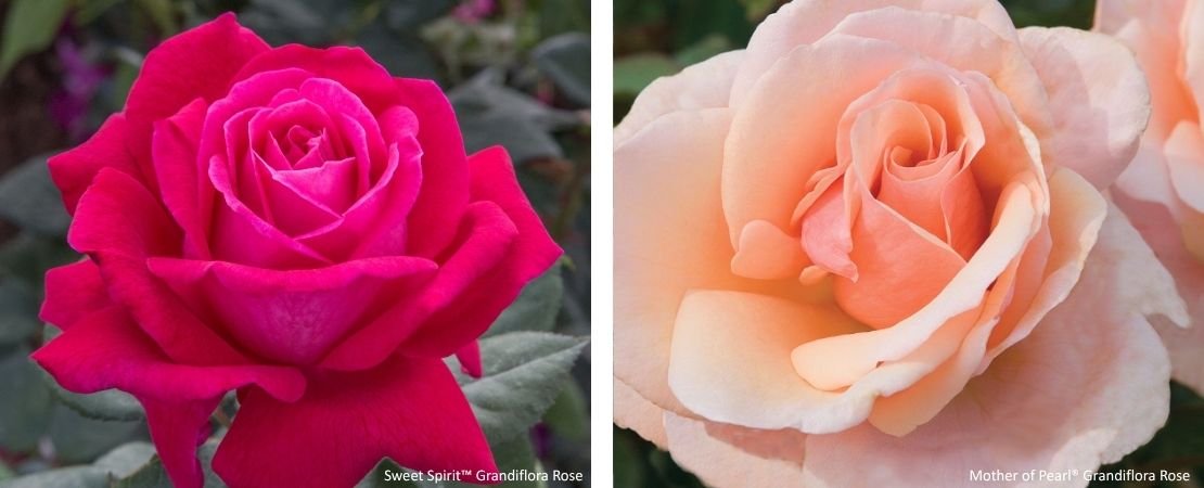 three easy to grow hybrid tea roses