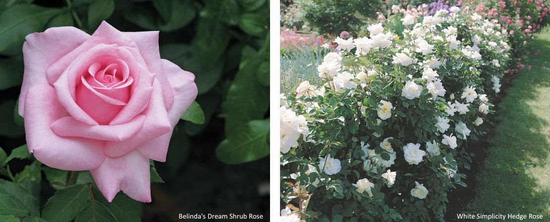 easy shrub and hedge roses to grow