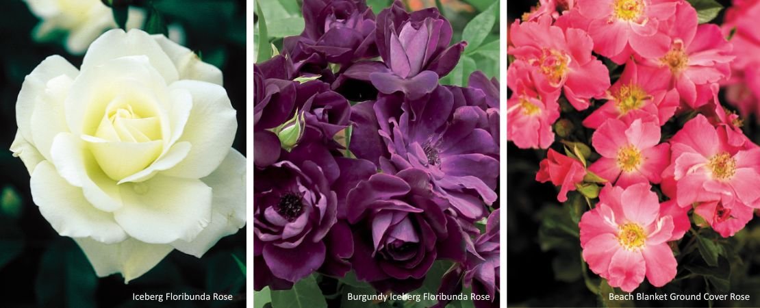 three easy to grow roses for containers