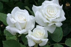 Blog image for Easy Care Roses: How to Choose and Grow Them