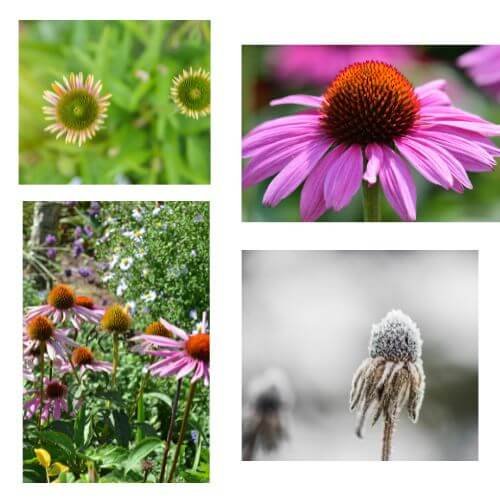 echinacea in four seasons 