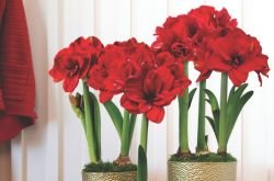 Blog image for Employee Appreciation Gift Ideas for Milestones, Teams, and Holidays