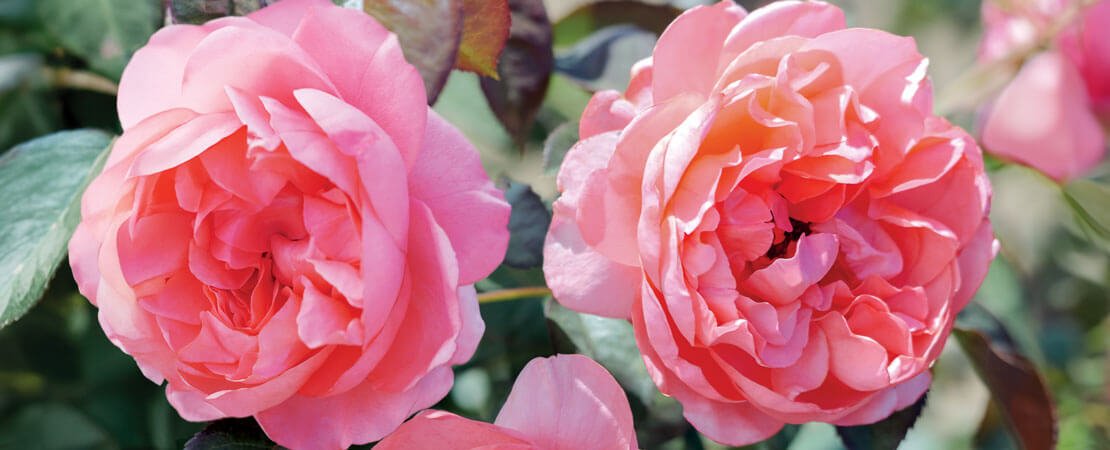 Main image for the article:Introducing the English Coral Rose