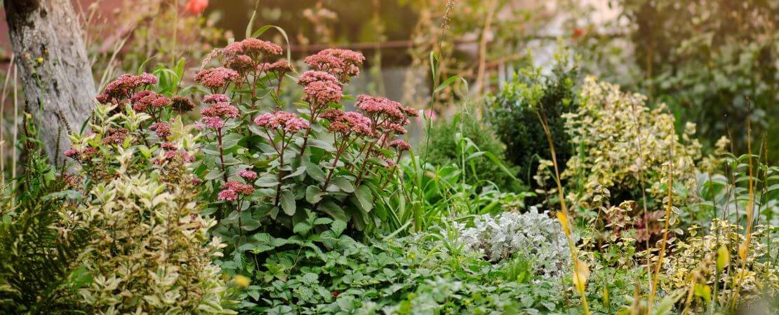 Main image for the article:What to Prune in Fall: Tips for Roses, Hydrangeas, Lavender, and More