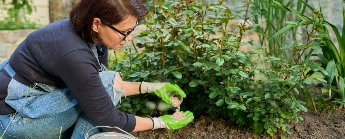 watering roses from overhead with a watering can