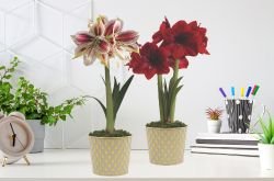 Blog image for Thoughtful Client Gifts for Financial Advisors & Wealth Management Firms