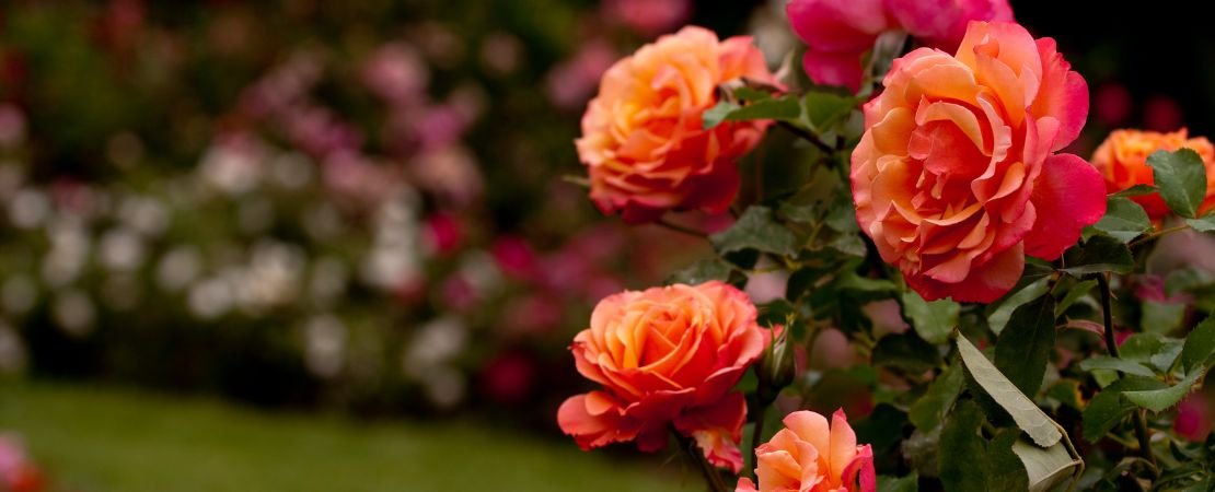 close up of pink and orange roses in rose garden