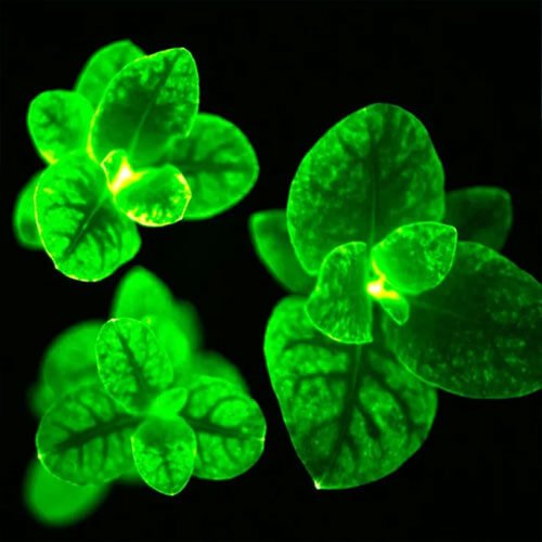 Firefly Petunia Close-up Leaves Glowing