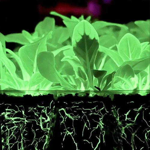 Firefly Petunia Leaves and Roots Glowing