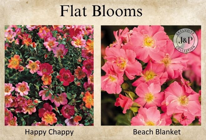 roses with flat blooms