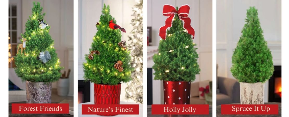 mini Christmas Trees for holiday gifting