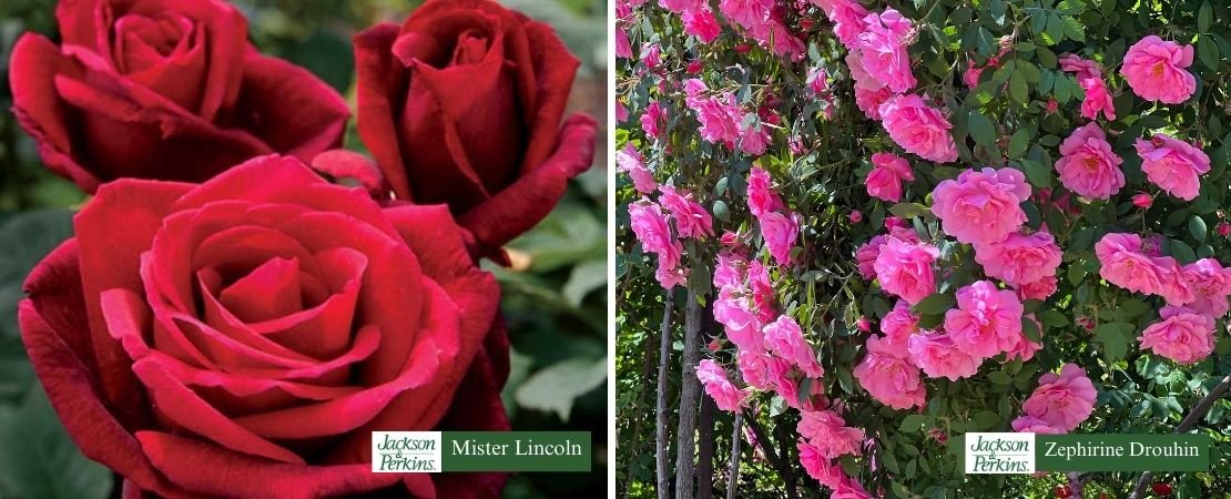 roses with fruity fragrance