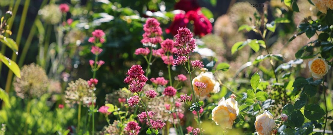 roses and companion plants in sunny garden