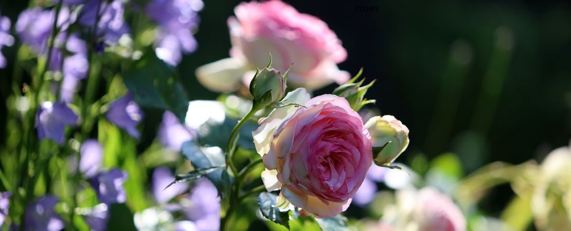 Main image for the article:The Essential Elements of Garden Design