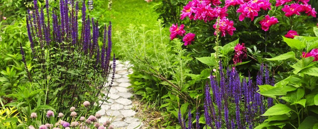 purple veronica, fuchsia roses, and bright foliage