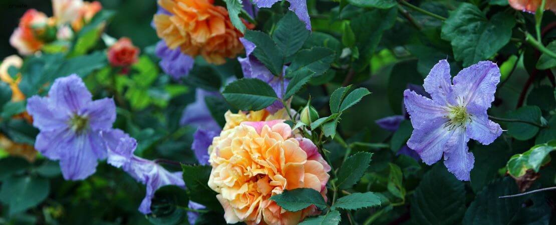 roses and clematis