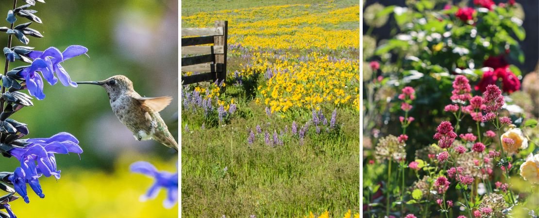 pollinator, native, and organic gardens