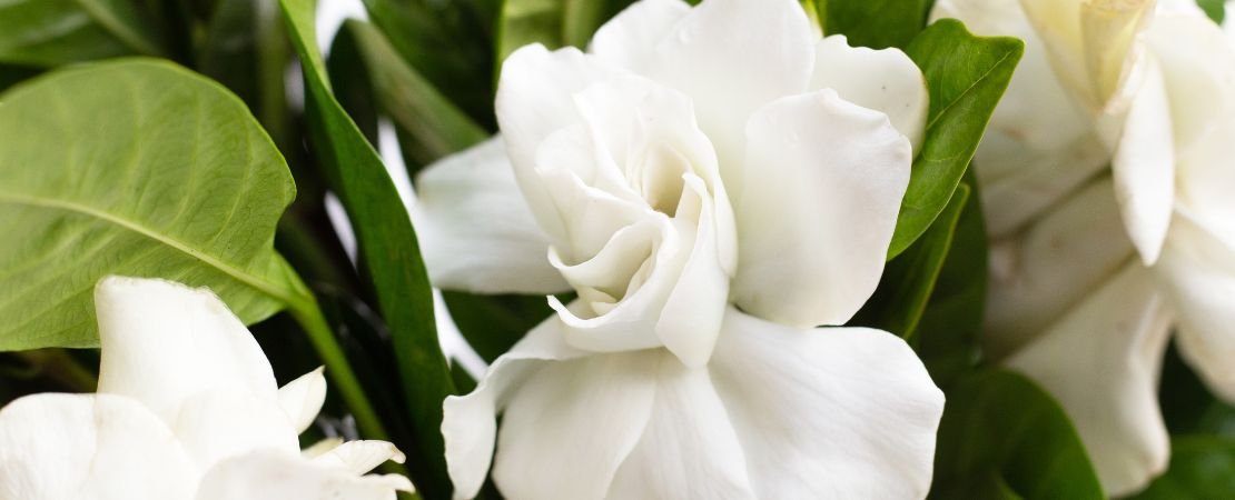 white gardenia flowers closeup