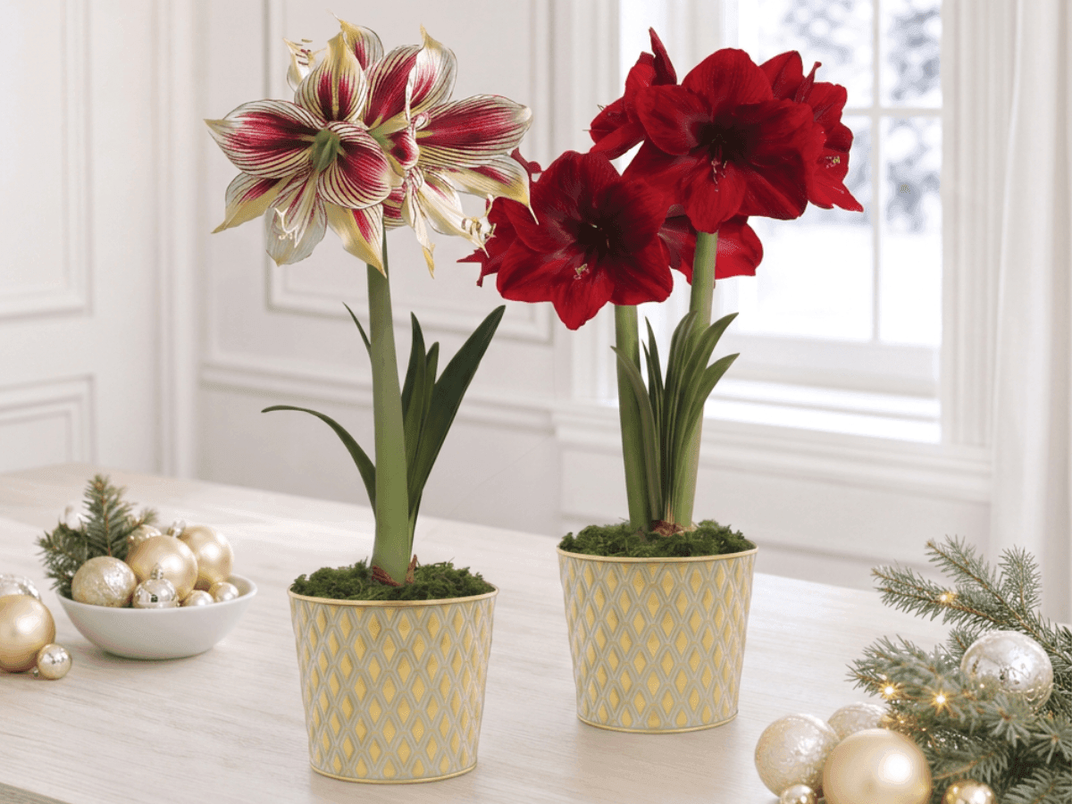 Jackson & Perkins Give What Grows Weekly Holiday Giveaway