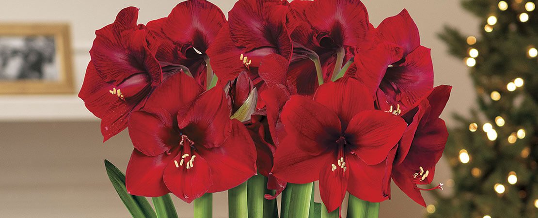 Main image for the article:Gifting on a Budget