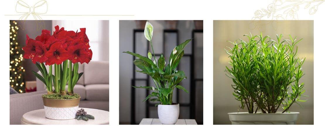 gift ideas from the Jackson & Perkins 2024 Holiday Collection