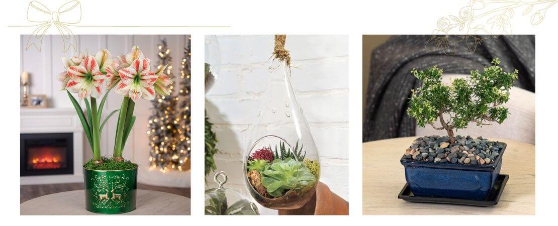 Christmas gift ideas from the Jackson & Perkins 2024 Holiday Collection