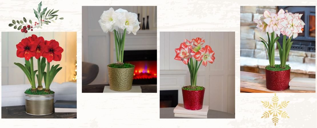potted amaryllis flowers in three varieties