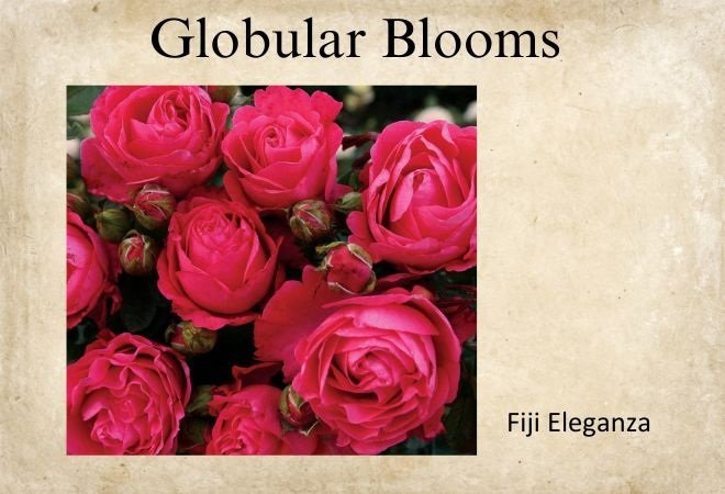 roses with globular blooms