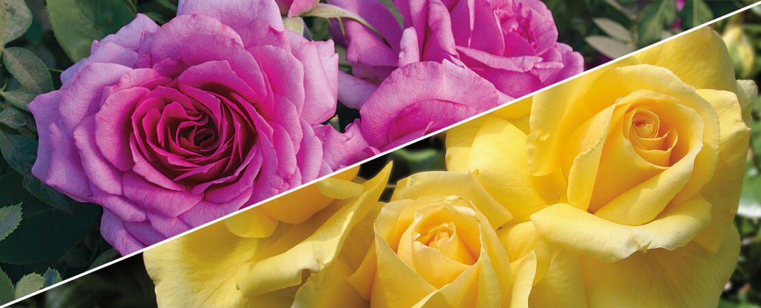 Main image for the article:Grandiflora vs. Floribunda – What’s the Difference?