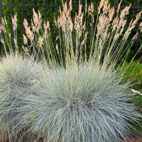 fescue grass in garden