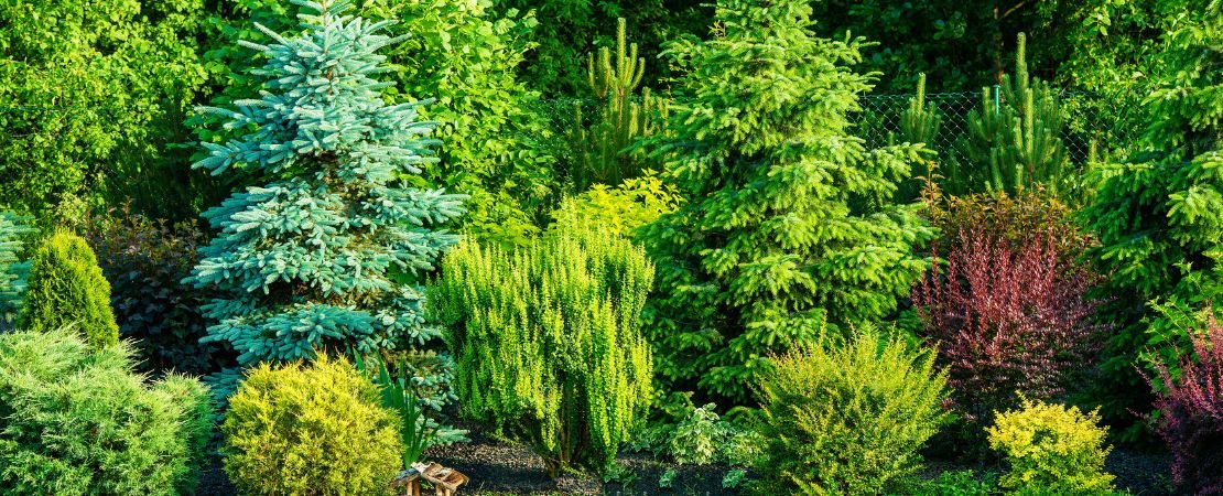 beautiful garden of evergeen shrubs and trees