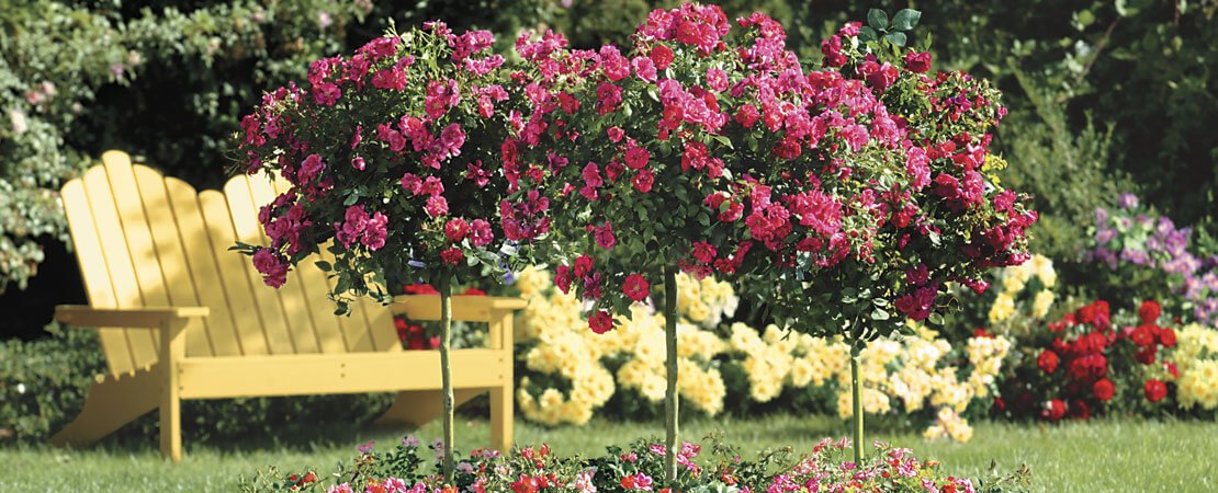 How to Grow Tree Roses: A Guide to Planting and Care | Jackson & Perkins