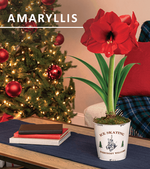 Amaryllis Bulb Gifts