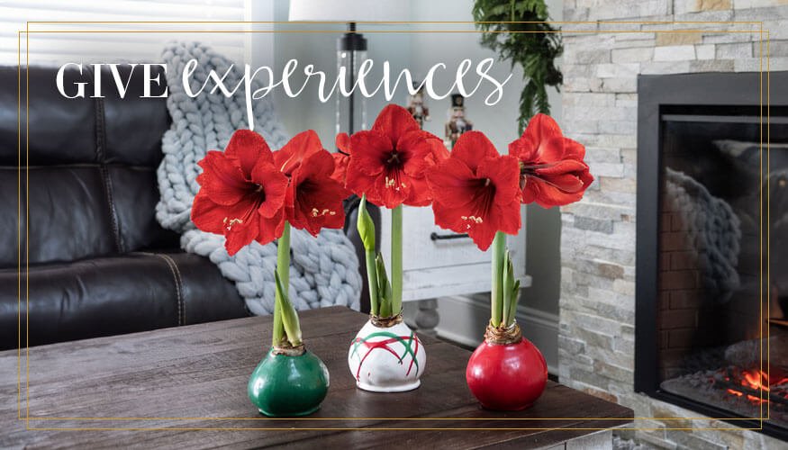 Experience the Joy of Watching Jackson & Perkins Amaryllis Gifts Grow and Bloom
