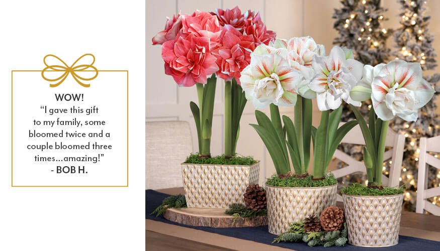 Holiday Joy Delivered with Jackson & Perkins Amaryllis Gifts
