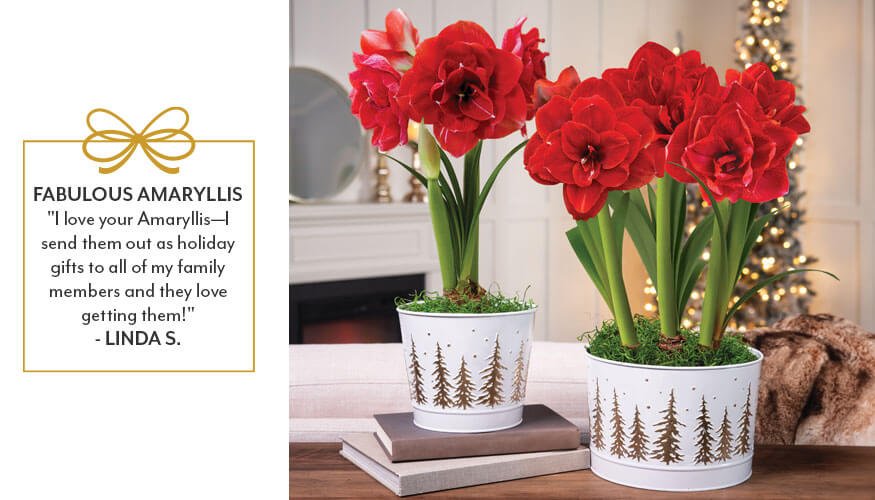 Custom-Designed Amaryllis Gifts from Jackson & Perkins