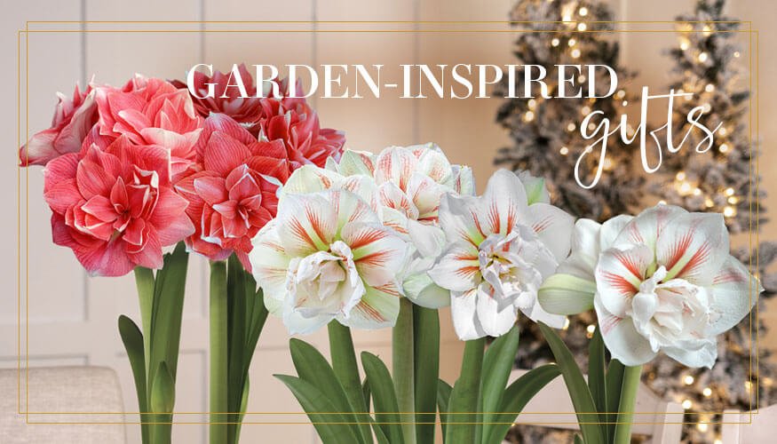 Gift Plant Care Guides Banner