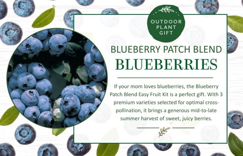 outdoor plant gift tophat blueberries