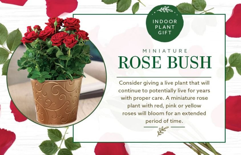 indoor plant gift rose bush