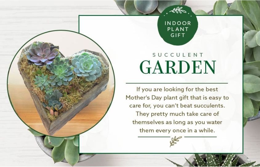 indoor plant gift succulent garden