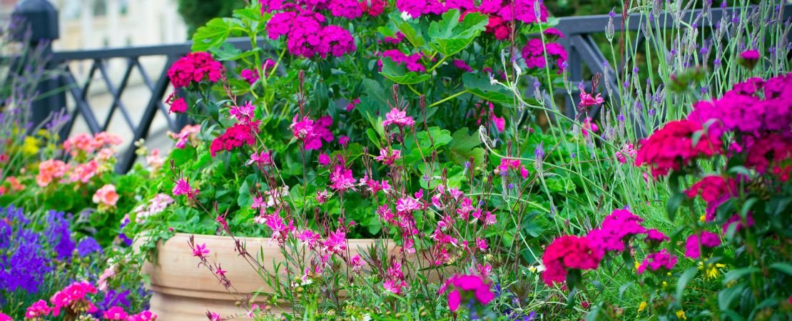fuchsia flowers in contrasting forms