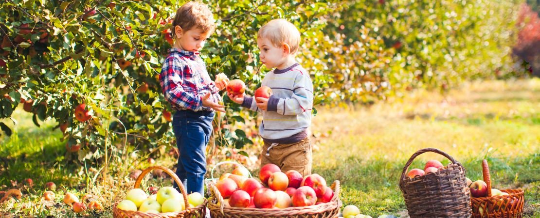 Fruit Finding A Fruitful Harvest: Picking Season for Fruit | Jackson & Perkins