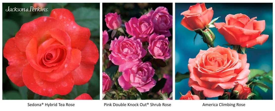 Sedona, Pink Double Knock Out, and America roses in a three-photo collage