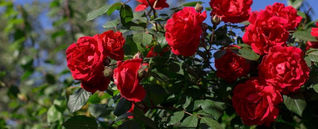 Red roses blooming among green foliage